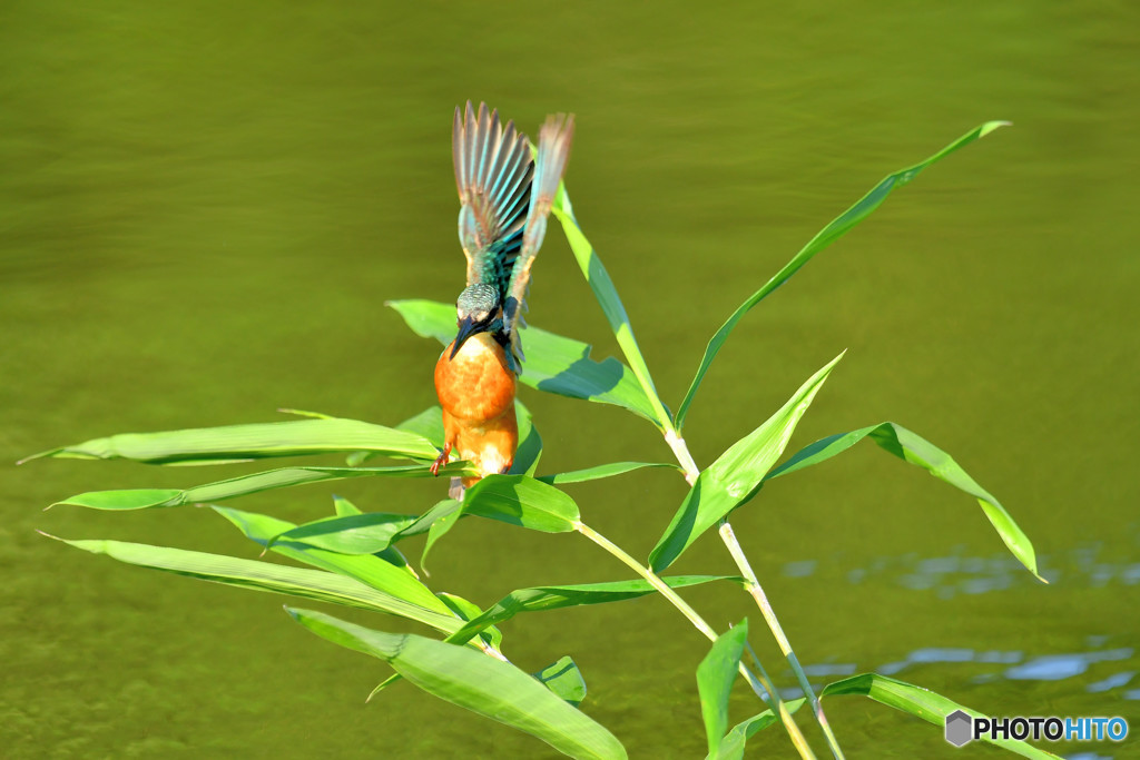 ササとカワセミ