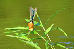 ササとカワセミ