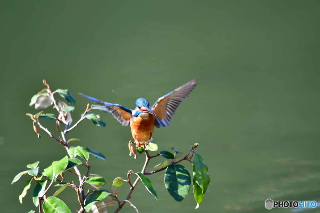 グミとカワセミ
