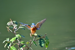 グミとカワセミ