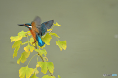 銀杏とカワセミ
