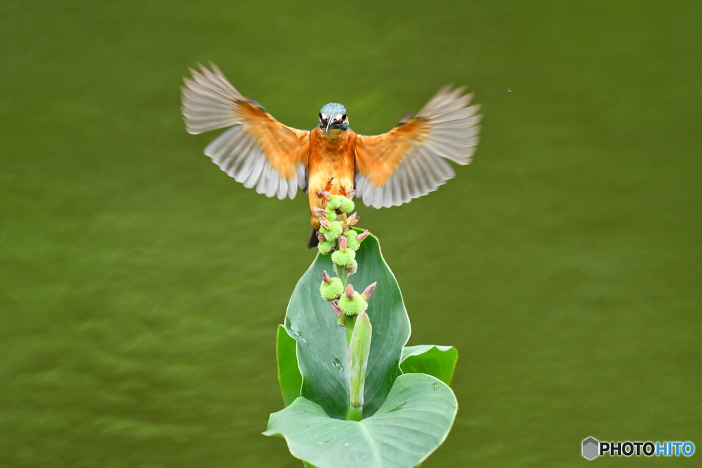 カンナの実とカワセミ