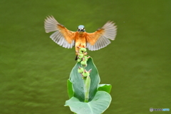 カンナの実とカワセミ