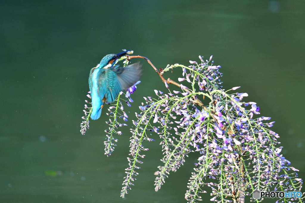 藤の花とカワセミ