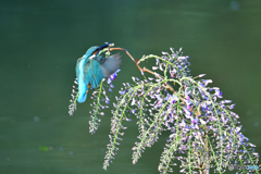 藤の花とカワセミ