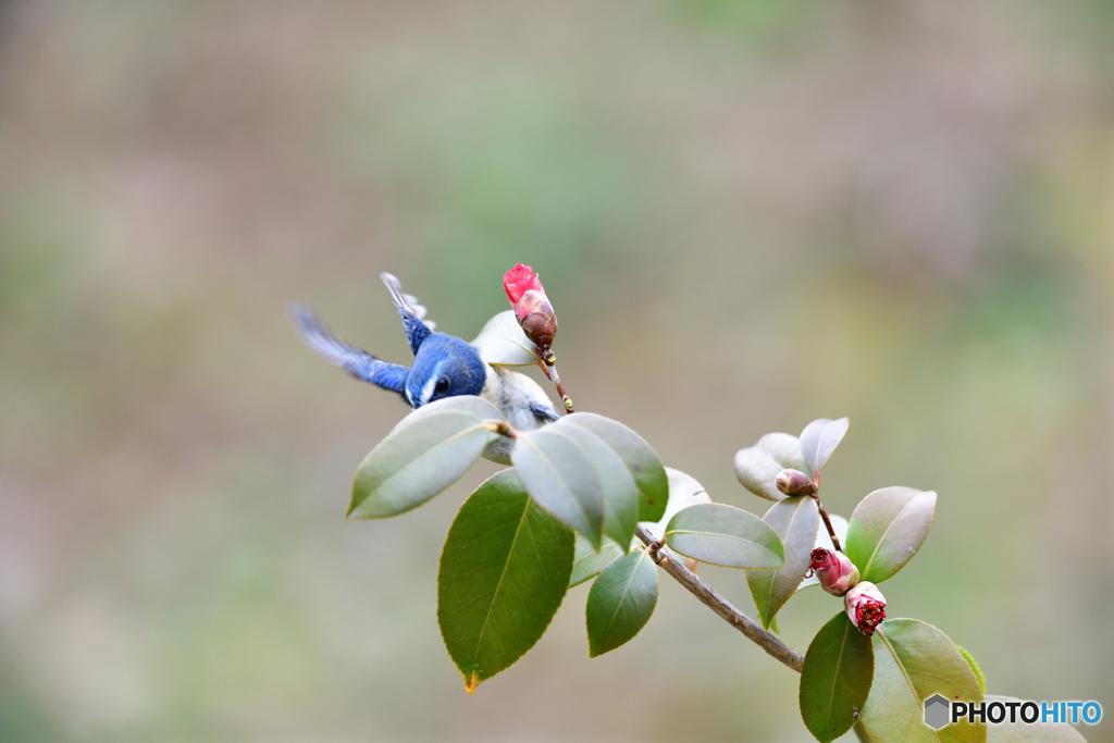 ツバキとルリビタキ