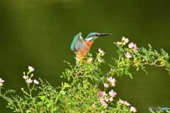 野バラとカワセミ