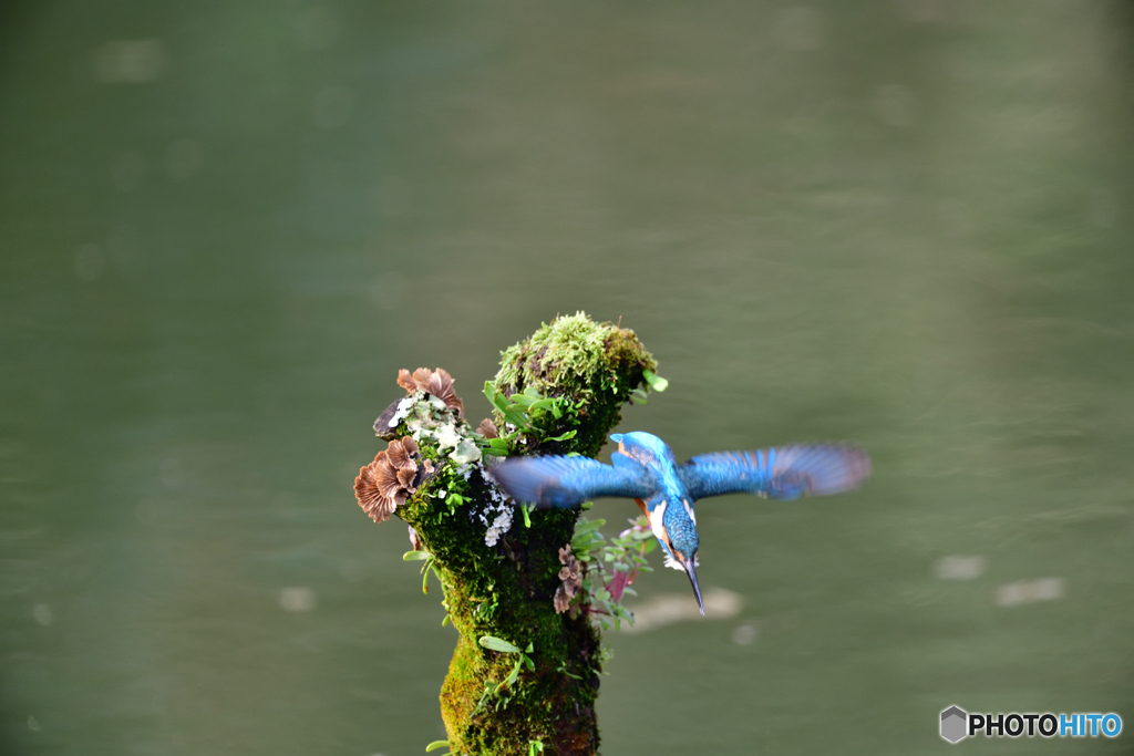 コケとカワセミ