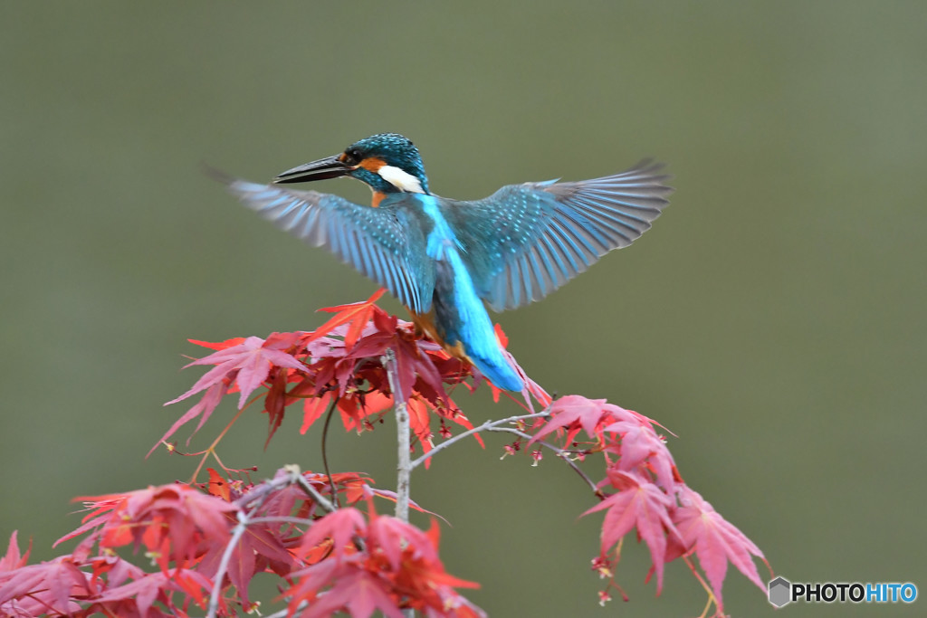 紅葉とカワセミ