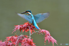 紅葉とカワセミ