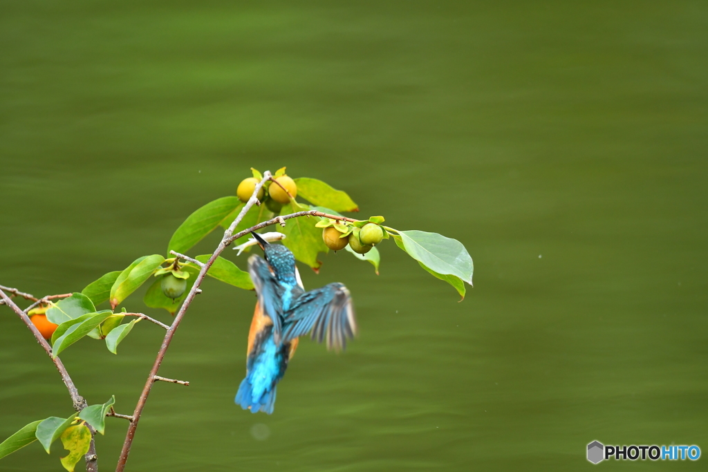 マメガキとカワセミ