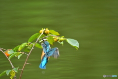 マメガキとカワセミ