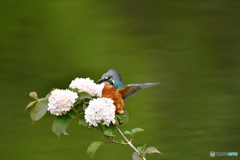 オオデマリとカワセミ