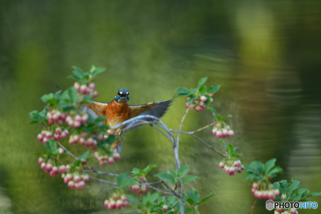 更紗ドウタンとカワセミ