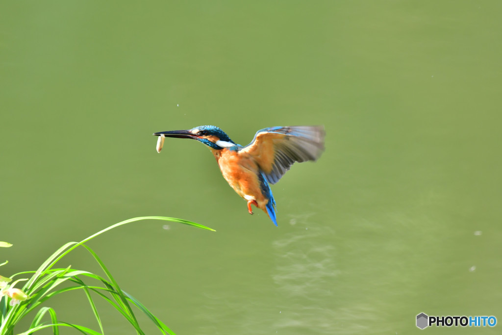 春蘭とカワセミ