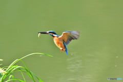 春蘭とカワセミ