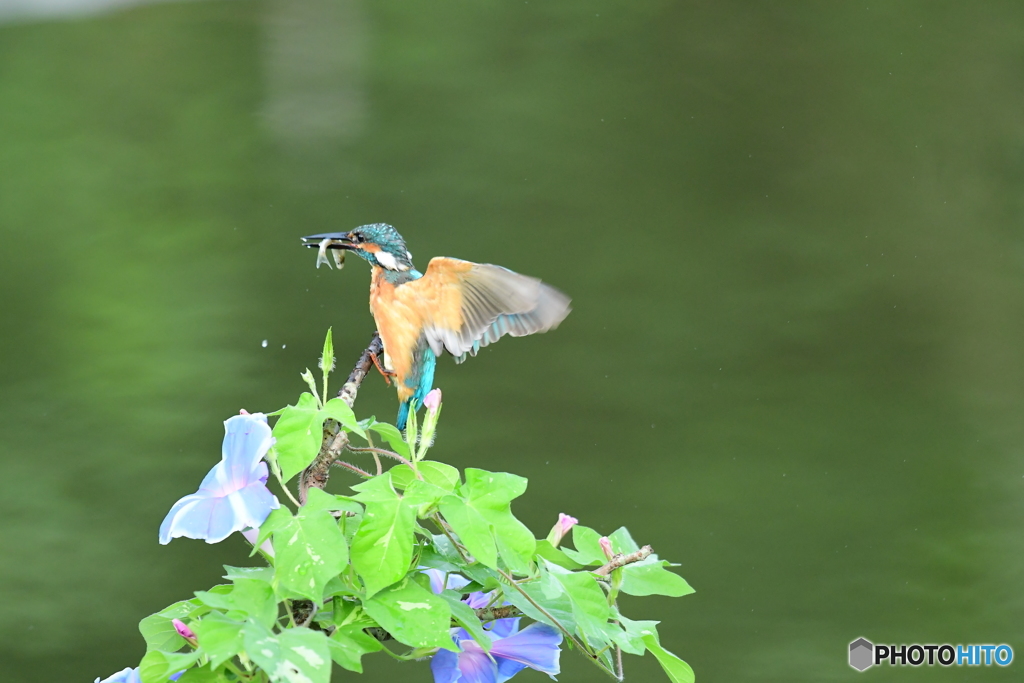 朝顔とカワセミ