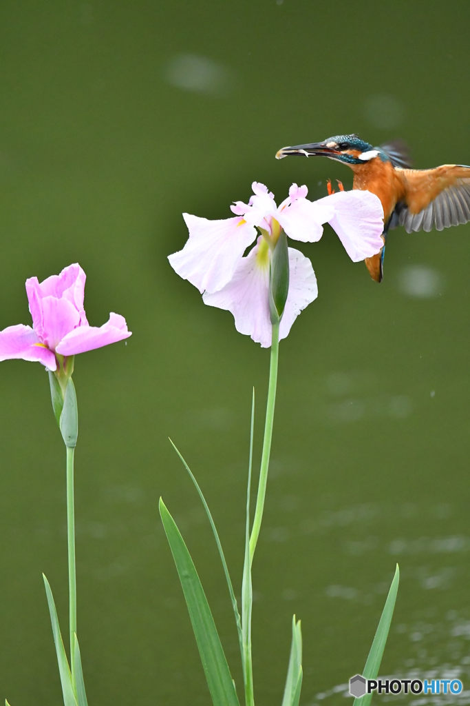 花ショウブとカワセミ