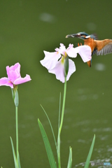 花ショウブとカワセミ