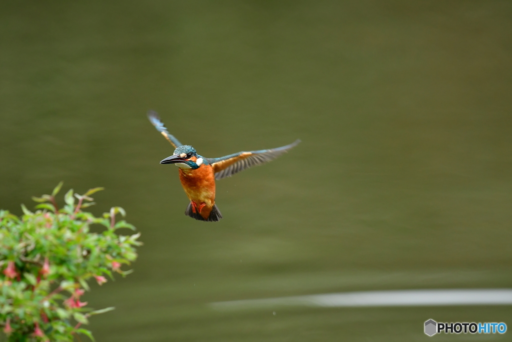 ウグイスカグラとカワセミ