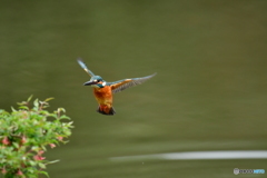 ウグイスカグラとカワセミ
