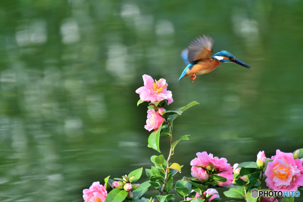ツバキとカワセミ