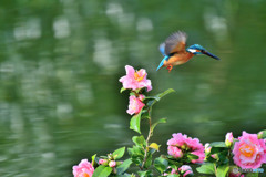 ツバキとカワセミ