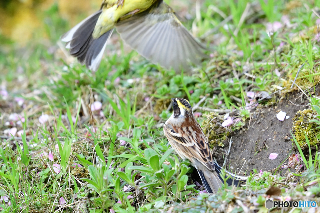 ミヤマホオジロ、バトル