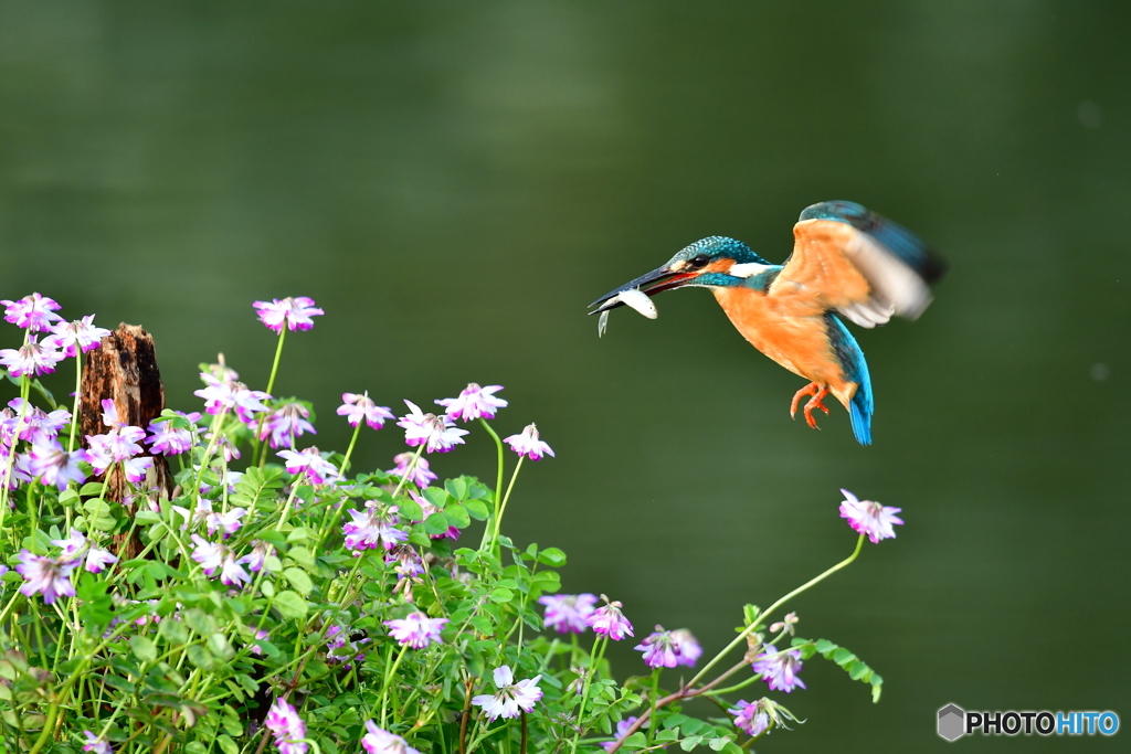 レンゲソウとカワセミ