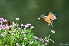 レンゲソウとカワセミ