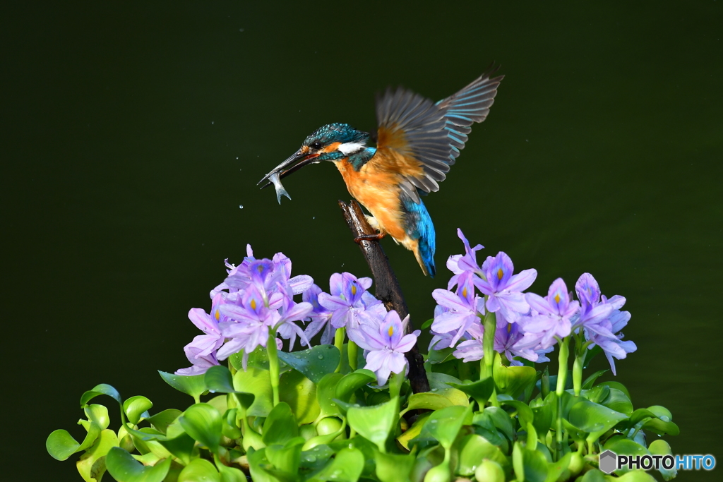 ホテイアオイとカワセミ