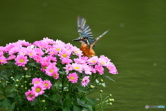 キクとカワセミ