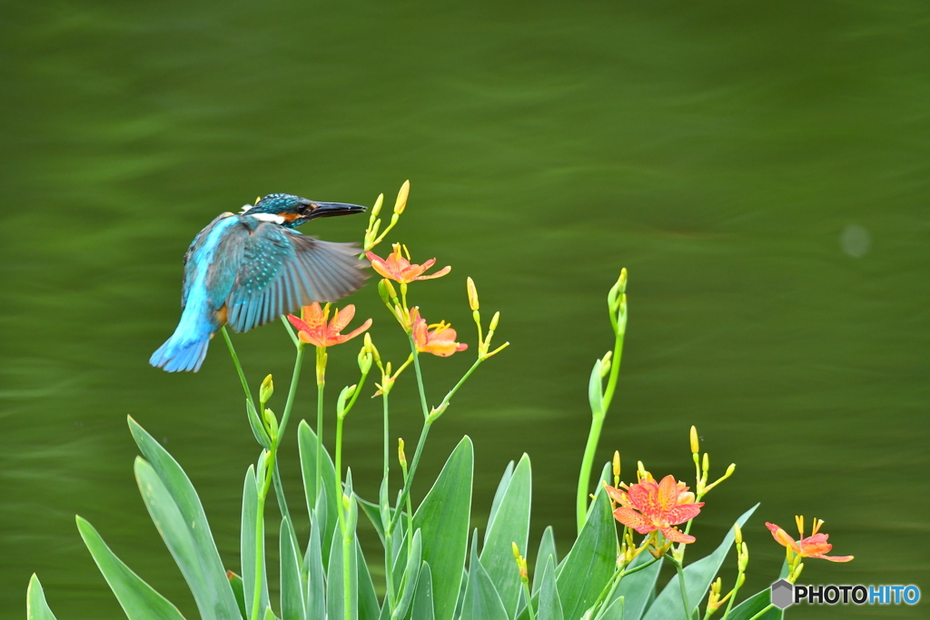 ヒオウギとカワセミ