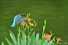 ヒオウギとカワセミ