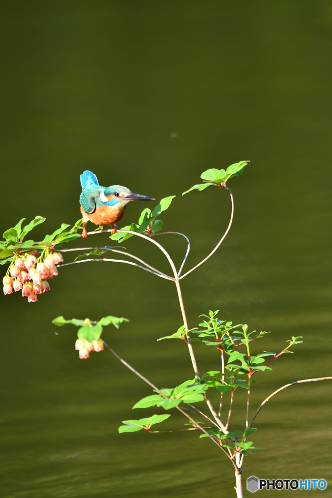 更紗ドウタンツツジとカワセミ
