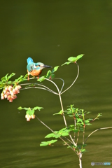 更紗ドウタンツツジとカワセミ