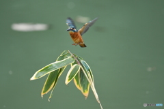 クマザサとカワセミ