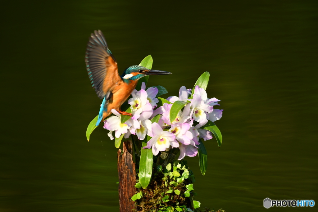 デンドロビウムとカワセミ