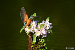 デンドロビウムとカワセミ