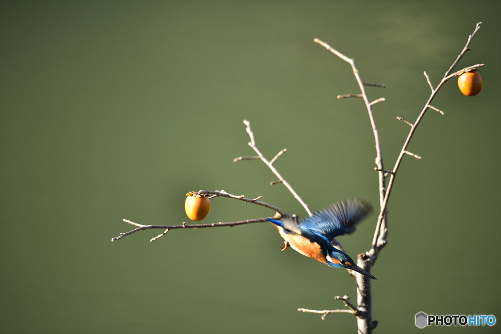 柿とカワセミ
