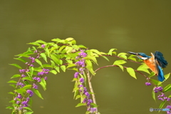 紫式部とカワセミ