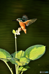 ギボシとカワセミ