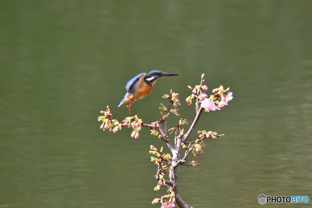 河津桜とカワセミ