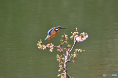 河津桜とカワセミ
