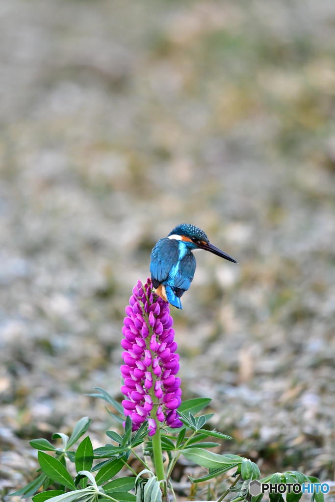 ルピナスとカワセミ