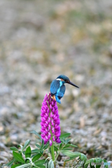 ルピナスとカワセミ