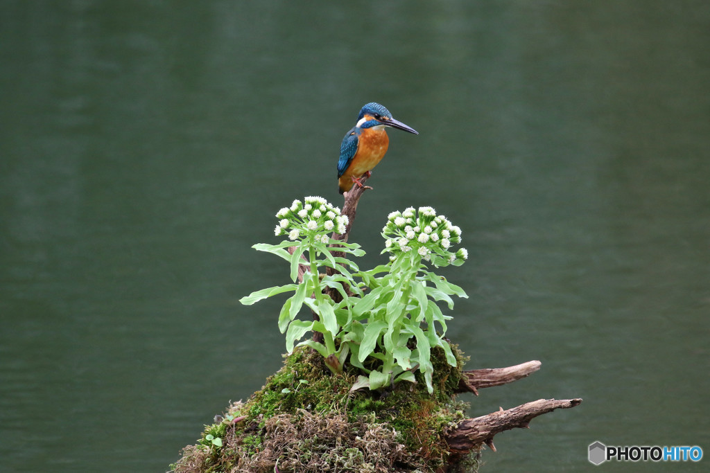 フキの花とカワセミ
