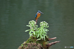 フキの花とカワセミ