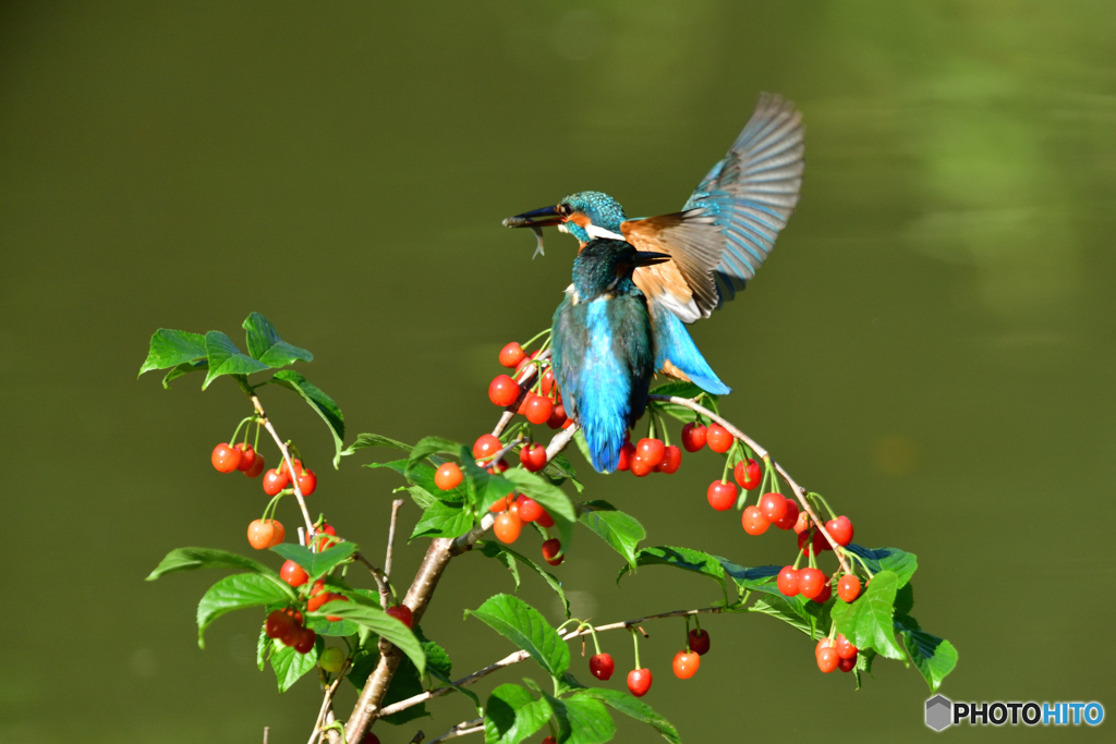 サクランボとカワセミ