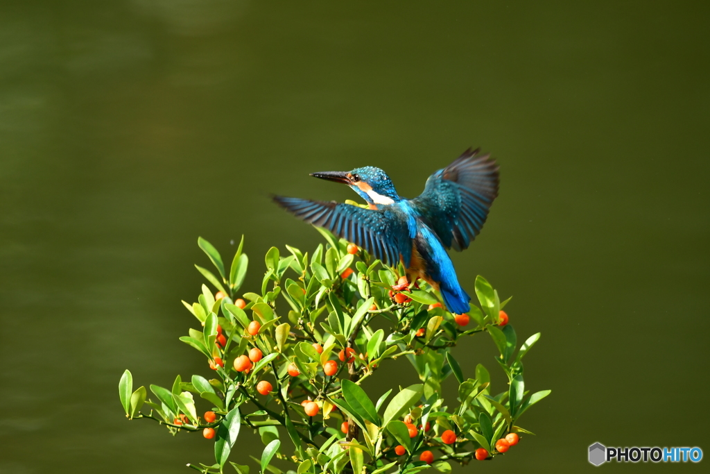 キンズとカワセミ